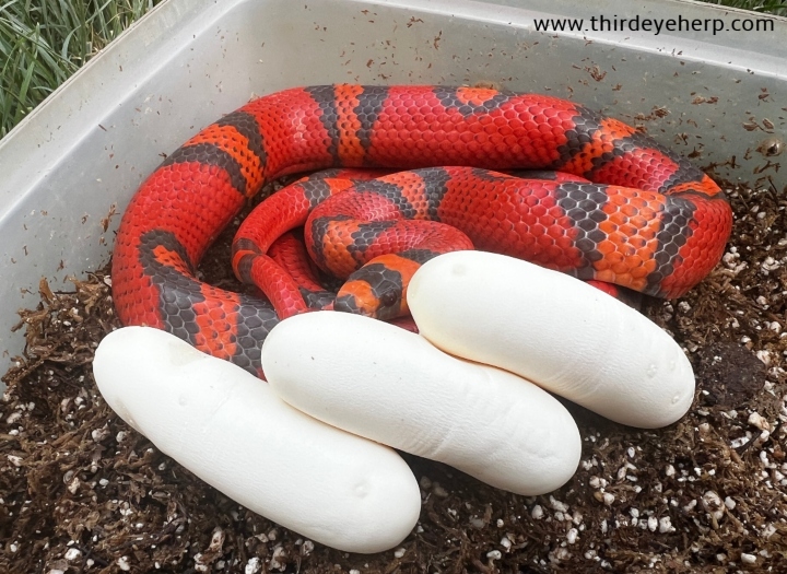 Honduran Milk Snake